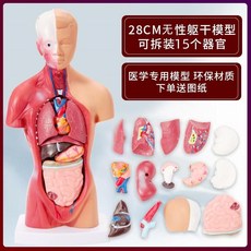 인체 해부 모형 구조 해부학 뼈 몸통 장기 3D 45cm 교육용, 의학 28cm 남녀 모델, 1개