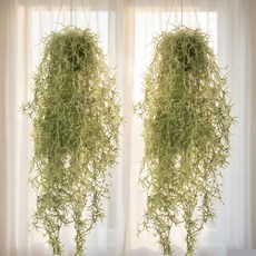 osshop 카페 인테리어 행잉플랜트 틸란드시아 조화, 수염 틸란드시아조화, 1개, 수염 틸란드시아조화