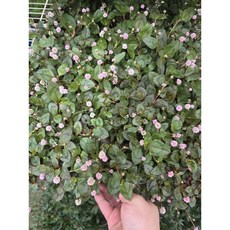 갯모밀 3개세트 야생화 노지월동다년초 모종 봄꽃 다년생, 1개