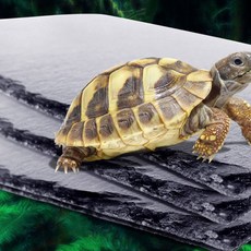 파충류 암거북 먹이통 목욕통 있는 손톱갈이 10X10CM 거북이용 흡수석판 보습 기능이