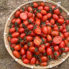 자이리톨 대추 방울토마토(망고향)1kg, 자이리톨 대추방울토마토 (망고향) 1kg