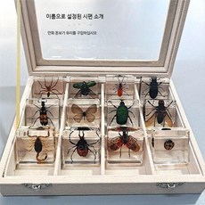 나비 박제 곤충 전시용 채집 교육용 수집 원목 자연 표본 과학 선물 생태 프레임 전시, D. 곤충12종+수납함
