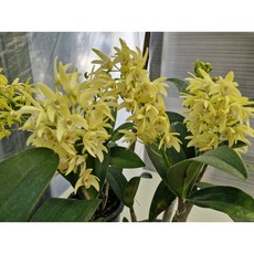 [신라난농원]대명석곡.노랑색꽃.특대사이즈.(꽃대없음).아주좋은향.향기끝내줌.고급종.아주좋은상품.인기상품.필독뒷사진참고, 1개