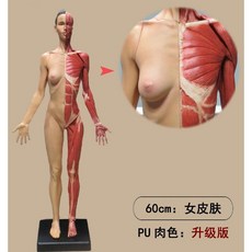 미술 드로잉 해부학 미니어처 인체 모형 피규어, L. 60cm 여성 피부 PU 살색