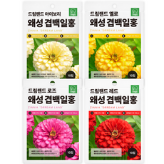 F1 교배종 미니 겹백일홍씨앗 4종세트 키작은 백일홍 종자 씨 드림랜드 로즈 옐로 아이보리 레드, 1개