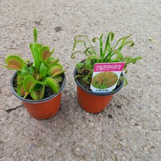 벌레잡이식물2종(파리지옥/긴잎끈끈이주걱)1세트, 1개