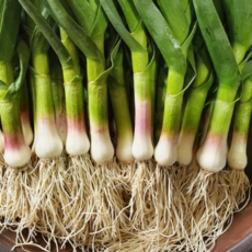 국내산 제철 알싸한 노지 풋마늘 산지직송, 1박스, 1kg