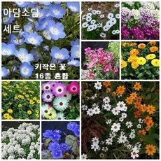 키작은 꽃 씨앗모음 아담소담 세트 노지직파 혼합씨앗 (1.5평용 2000립), 1개