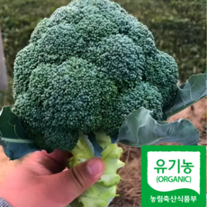 [재구매율1위] 국내산 유기농 제주 햇 브로콜리, 1개, 1kg