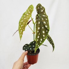 에덴플랜트 마큘라타 베고니아 (지름 10Cm포트) 머큐라타 목성베고니아 물방울무늬 희귀 이국적인느낌, 1개