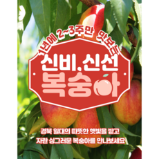 [예약판매 6월9일부터 순차 발송] 신선복숭아 달콤과즙 고당도 프리미엄 복숭아 신선복숭아 1kg, 1개, 1kg(중과12과내외)