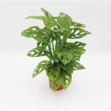 [골든플랜트] 몬스테라 아단소니 오블리쿠아 실내음지 공기정화식물 수경재배, 1개