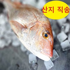 산지직송 100% 자연산 참돔 필렛, 1개, 400g