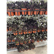 2+2 4개발송 에이피팩토리 와인사랑초 옥살리스 자주사랑초 소품 공기정화, 1개