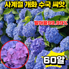 [높은 발아율]사계절 개화 수국 씨앗 생화 씨앗 정원 꾸미기 혼합 색상 60알, 1개