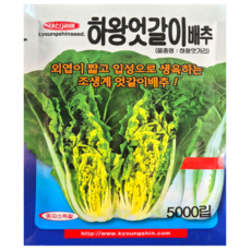 조생종 여름엇갈이 배추씨앗 5천립 사계절 고온기재배가능 하왕엇가리 종자