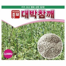 참깨종자 대박참깨(3000립)무코팅 ASA, 1개
