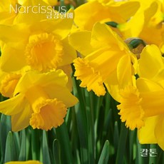 수선화(Narcissus) 추식 구근(1set 1구) 입고 금강원예, 칼튼, 1개