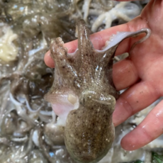 산지직송 국내산 활 쭈꾸미 국산 1kg 2kg 알배기 알쭈꾸미, 3kg, 1개