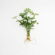 갑조네 홍콩야자 세척 수경재배식물 실내 공기정화식물, 1개, 단일