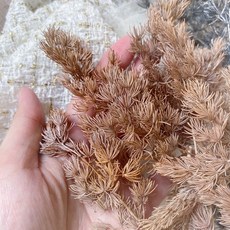 蓬萊松 裝飾花材, 煙濛落羽松, 1個