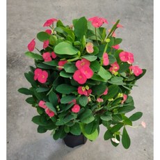 霏霏園藝 麒麟花 避邪擋煞 6吋盆栽, 1個, 一棵280元