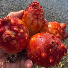 멍게 통영 깐멍게 손질 통멍게 활멍게, 특품 통멍게 1kg, 1개