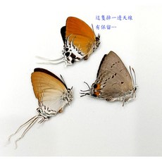蝴蝶標本A1/A- 東南亞小灰蝶組 3種一組 未展翅乾貨