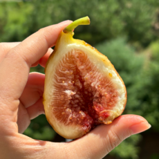 당도보장 영암 홍무화과 로얄과 생무화과, 1개, 2kg [20-26과]