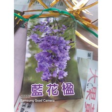 霏霏園藝 藍花盈 人工植物, 1個