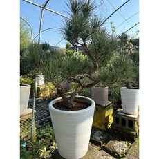 霏霏園藝 老松盆栽, 1個