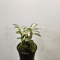 미니석곡 ~백학, 1개