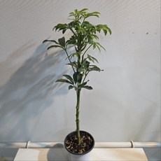 쉐프렐라 홍콩야자 외목대 실내식물 공기정화식물 플랜테리어 인테리어 에이피플랜츠, 4개, 기본