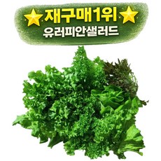 [재구매1위] 당일수확 유러피안 샐러드 1kg 2kg 4~6종 샐러드채소 유럽상추 쌈채소, 1개