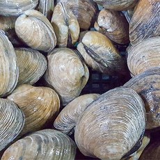 시원하고 고급진 대합조개 1KG, 1개
