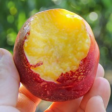 달콤한 제철 오월도 신선 신비 천도 복숭아, 1박스, 2kg 중과 (20~24과)