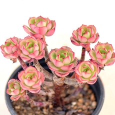 홍화장 다육이 실내 인테리어 화분 관리 쉬운 실내식물 목8두-4, 1개, 청색