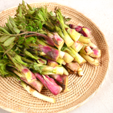 [첫수확] 국내산 땅두릅 자연산 독활, 1박스, 1kg