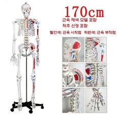 해골모형 뼈 인체 전신 골격 척추 병원 상담, 17 170cm【척추신경+추간판】, 1개