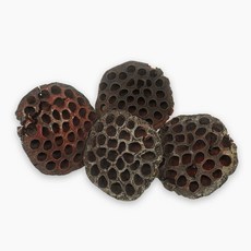 건조 연방 낱개 1개 /천연 이갈이