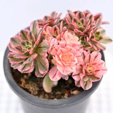 햇빛을 많이 받을수록 색이 선명해지고 핑크빛이 강해지는 흑사금 다육이, 1개, 청색