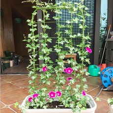 스크린 지주대 나팔꽃 담쟁이 넝쿨식물 베란다 화분용, 중형 75cm, 1개