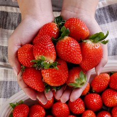 달콤함 가득 산청딸기 상품 1kg (60과미만), 단일속성, 1개