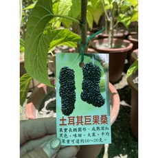 霏霏園藝 土耳其巨果桑 5吋盆栽 果實飽滿香甜 居家種植首選, 1個