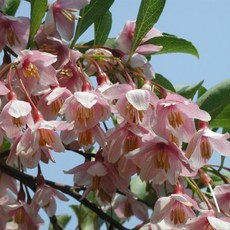 분홍 때죽나무 조직배양 1년 4치포트묘 소품, 1개, 수량