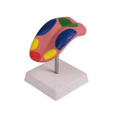 혀 모형 미각 인체모형 보건 교육 SY C67, 1개, 1개입