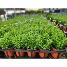 1+1 2개발송 청화국 야생화 페르시아 노지월동 연속개화 에이피팩토리, 1개