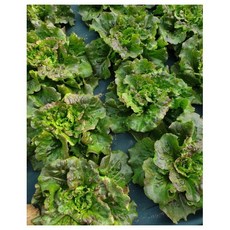 아바타 상추 2kg / 오늘 밭에서 수확한 유럽상추 양상추 식감 유럽종 포기상추, 1개