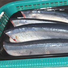 자연가득 손질 생물 꽁치 1kg 7미내외 /손질 후 7-800g 머리 내장 제거