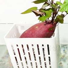 파워 걸이식 수경재배통 채소재배기